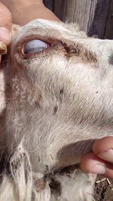Veterinarian treats ram's eye.Лечим глаз барана после удаления рога. смотреть онлайн