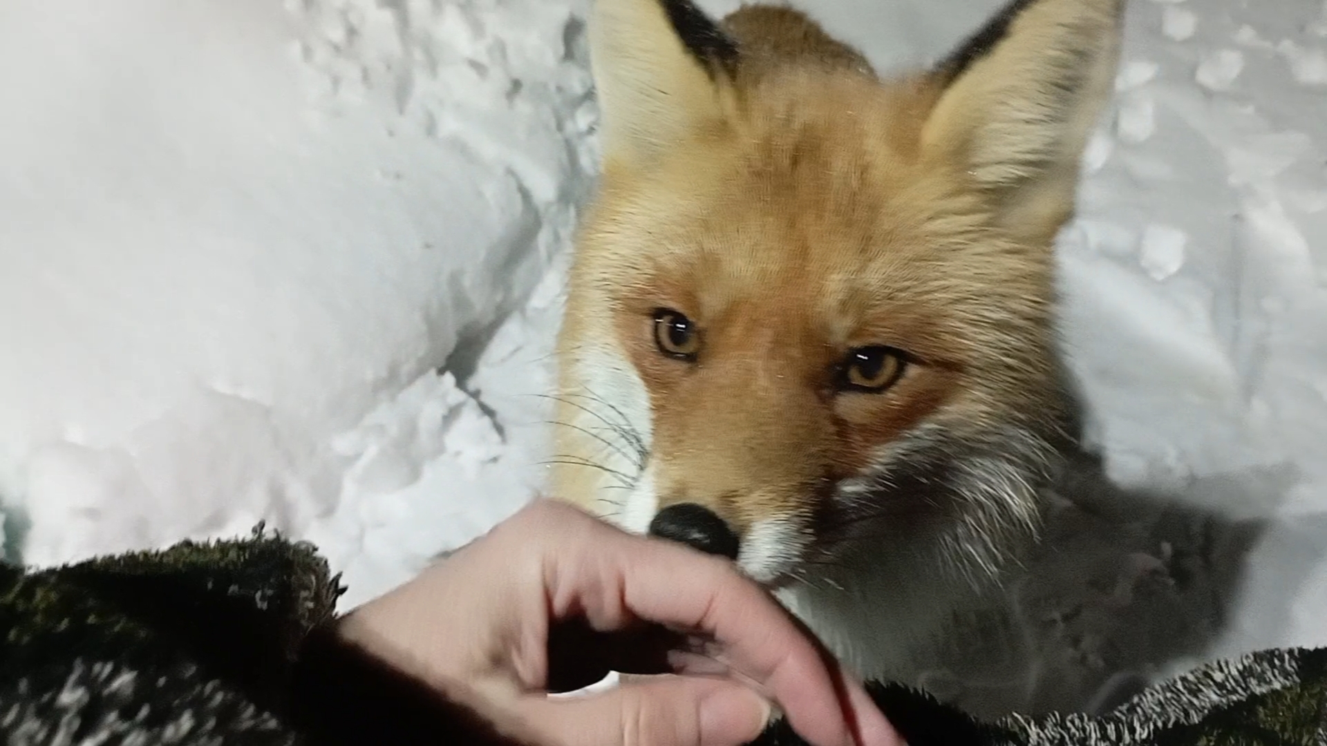 (971) Лиса приходит в гости. Март 2025 смотреть онлайн