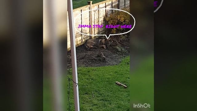 Beowulf, the stubborn German shepherd puppy смотреть онлайн