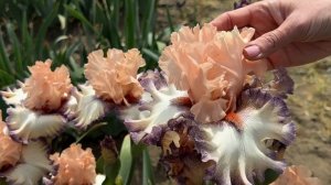 Ирис Beautican / Сад Ворошиловой