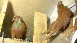 Голуби  г Мариуполя красные белохвостые белоносые.