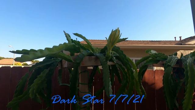 Dragon Fruit: Dark Star Flower Blooming смотреть онлайн