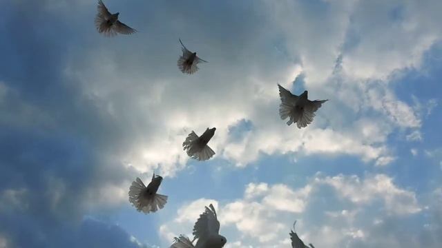 Николаевские голуби Донецкая область