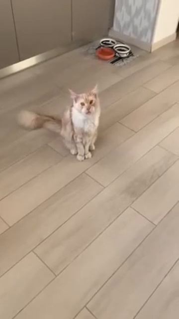 Наш выпускник Кунжут Яросвет. Мейн кун разговаривает. смотреть онлайн