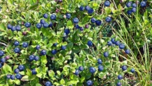 Пересадка черники Топ Хат.