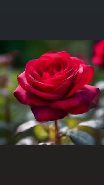 открытка для мамы