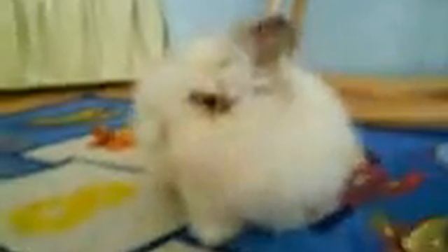 4.5.2010 Zorka.3GP смотреть онлайн