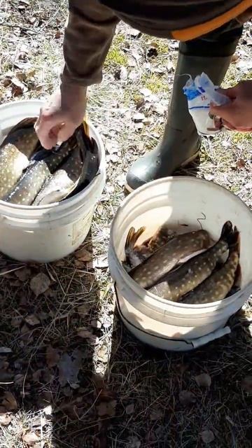 Видео-Зверинец