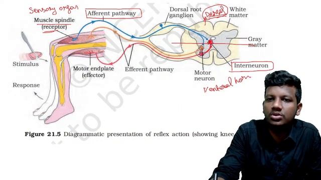 NEURAL CONTROL AND COORDINATION MCQS | Biology Crash Course | NEET 2022 | NEET STRATEGIES TAMIL APP смотреть онлайн