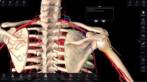 Топографическая анатомия надплечья