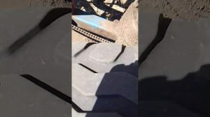 16 апреля посев горчицы с люцерной