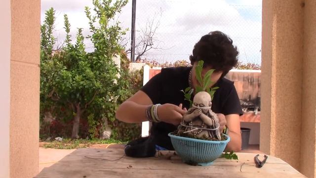 Bonsai con buda empieza a coger forma y tamaño. Disfrutabonsai смотреть онлайн