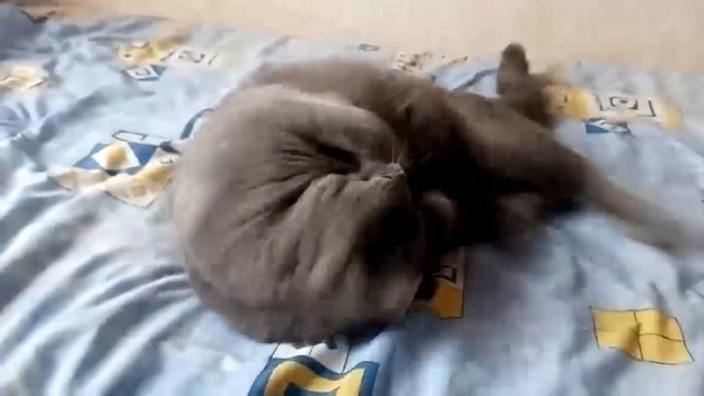 Моя любимая МЯТА смотреть онлайн