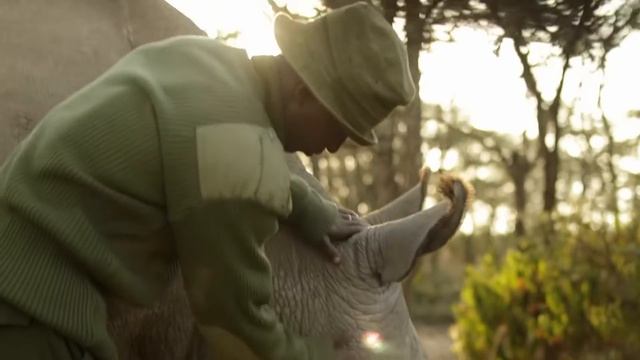 This Is The ONLY Northern White Rhino Left On Earth | Extraordinary Animals | Our World смотреть онлайн