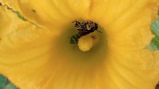 Visitantes em flor de Cucurbitaceae смотреть онлайн