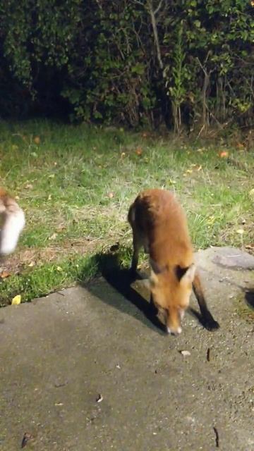 Foxes Not Sharing Nicely Nor Fighting смотреть онлайн