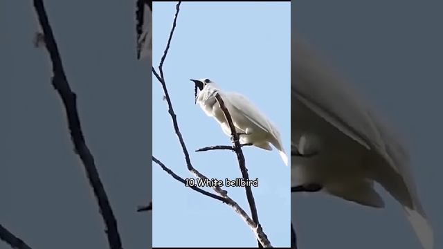 Местами даже очень страшные звуки у птиц 😲 https://ok.ru/video/9323550280313 смотреть онлайн