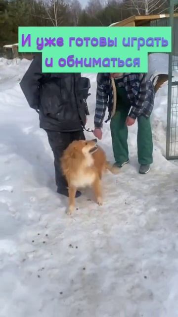 Фунтик🙈 Еще недавно сидевший на цепи пес и огрызающийся на всех… #волонтеры #добропобедит #собаки смотреть онлайн
