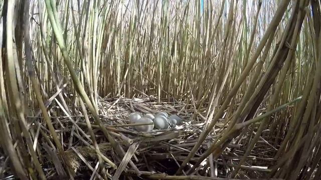 Выпь 160512 3 сидит на 6 яйцах 1 смотреть онлайн