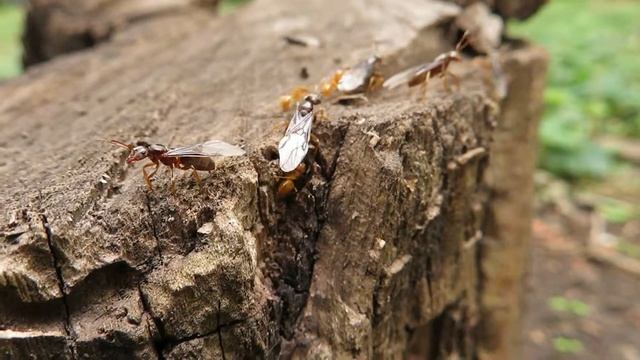 MVI 0762 Жизнь других. Муравьи митингуют. смотреть онлайн