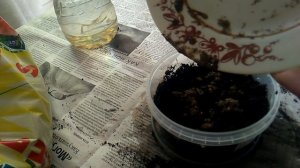 Леспедеца двуцветная - размножение семенами - стратификация и посадка семян