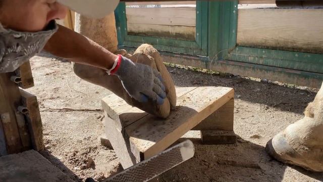 Giraffe Hoof Trimming смотреть онлайн