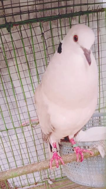 UD kangen dengan suara KING'PELONG ini#shortsyoutube смотреть онлайн