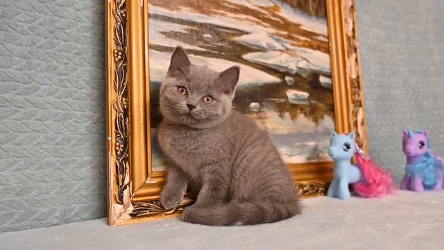 Британский короткошерстный котенок в продаже смотреть онлайн