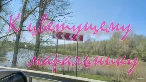 К цветущему  маральнику 2022.