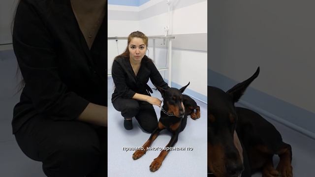 Об особенностях породы доберман смотреть онлайн