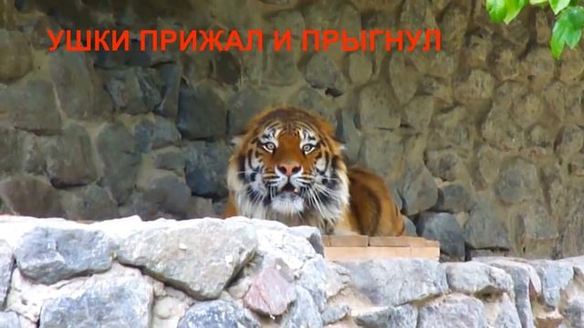 ТИГР СКАЛИТЬСЯ И РЫЧИТ, ПРЕДУПРЕЖДАЯ, ЧТО СЕЙЧАС ПРЫГНЕТ И РАЗОРВЕТ. УСАТЫЙ, ЗУБАТЫЙ ТИГР. смотреть онлайн