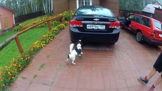 Собака против выхлопной трубы / dog vs. exhaust pipe смотреть онлайн