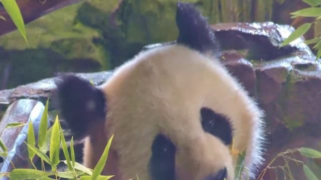 Берлинский зоопарк, туристическая прогулка #путешествия #туризм #зоопарк