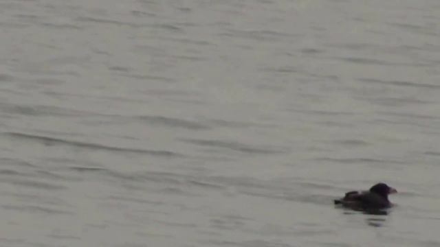 Rhinoceros Auklet смотреть онлайн
