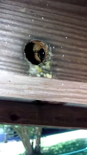 When Carpenter Bees Go WILD!