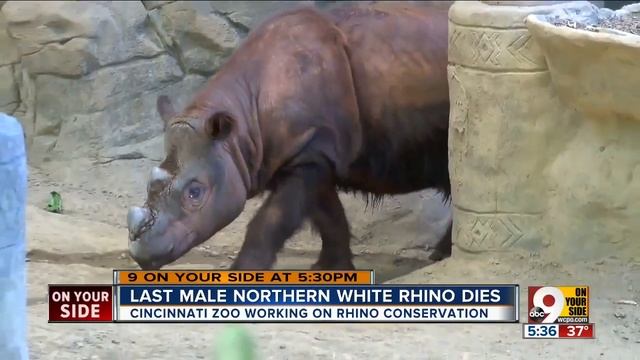 Last male northern white rhino dies смотреть онлайн