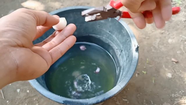 3 Type of Powerful Fertilizer For Fast Fruiting Mango Plants смотреть онлайн