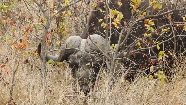 African Buffalo Video (Syncerus Caffer) With Sounds & Noises Around Olifants | Stories Of The Kruge