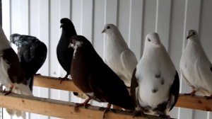 Голуби Ромы Головина (барыги) и  других..