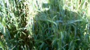 Бинарные посевы - ячмень всех победил (задавил) + пшеница