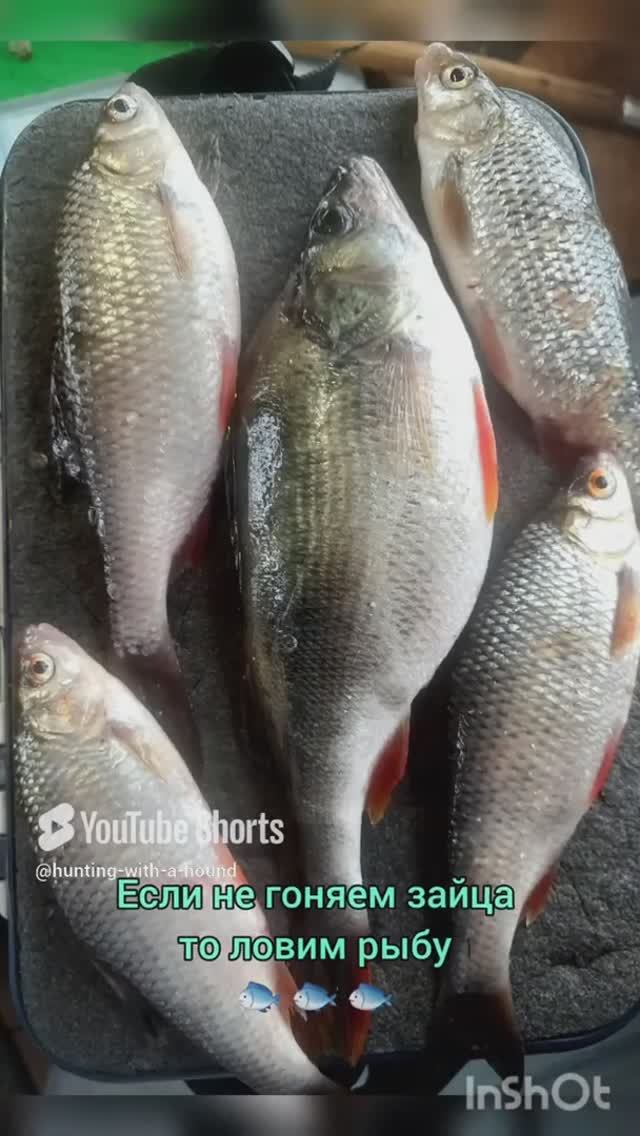 Если не гоняем зайца то ловим рыбу 🐟 🐟 🐟. #рыбалка #fishing #щука#охотасгончей#топ #hunting #tro смотреть онлайн