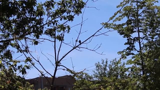 Пение зяблика смотреть онлайн