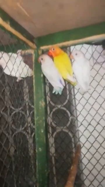 love birds #viral #tranding #youtubeshorts #shorts #shortsfeed #shortvideo #ytshorts #foryou смотреть онлайн