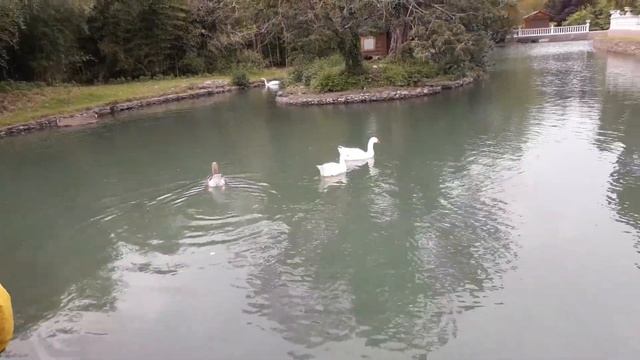 Рыбки в пруду в Сочи в парке Южных культур смотреть онлайн