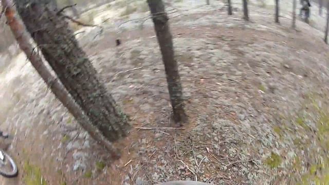 Enduro в сосновом лесу