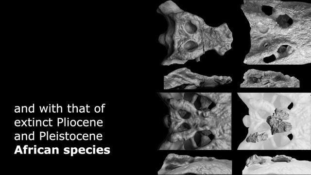 Black Sun - Crocodylus anthropophagus from Olduvai Gorge смотреть онлайн
