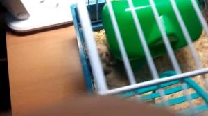 ПЕРВОЕ ВИДЕО ! ЗНАКОМСТВО С МОИМ ХОМЯКОМ СТЁПОЙ!!!