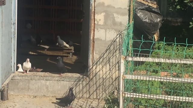 30.06.18г.Голуби летают в любую погду,в любом месте и круглый год!!! смотреть онлайн