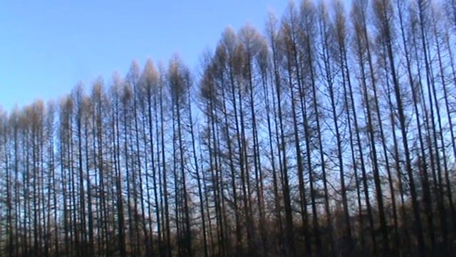 Певчий дрозд 26 о4 15 смотреть онлайн