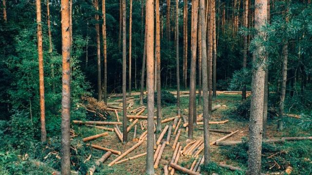 Люди и звери (720p) смотреть онлайн